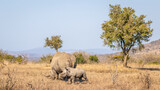 White rhinoceros with a calf (Ceratotherium simum), Hluhluwe – imfolozi Game Reserve, South Africa.