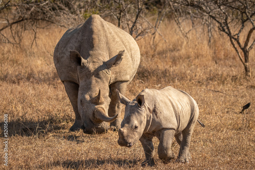 White rhinoceros with a calf  Ceratotherium simum   Hluhluwe     imfolozi Game Reserve  South Africa.