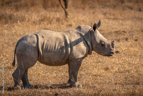 White rhinoceros calf (Ceratotherium simum), Hluhluwe – imfolozi Game Reserve, South Africa. © Gunter