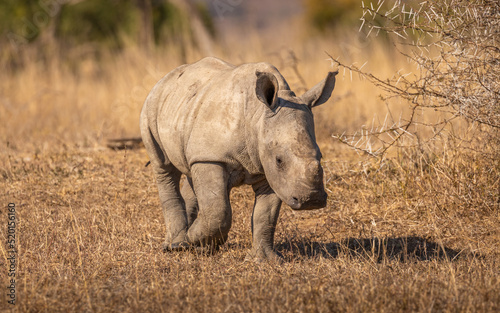 Portrait of a white rhinoceros calf  Ceratotherium simum   Hluhluwe     imfolozi Game Reserve  South Africa.