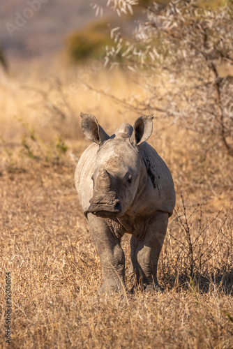 White rhinoceros calf (Ceratotherium simum), Hluhluwe – imfolozi Game Reserve, South Africa.