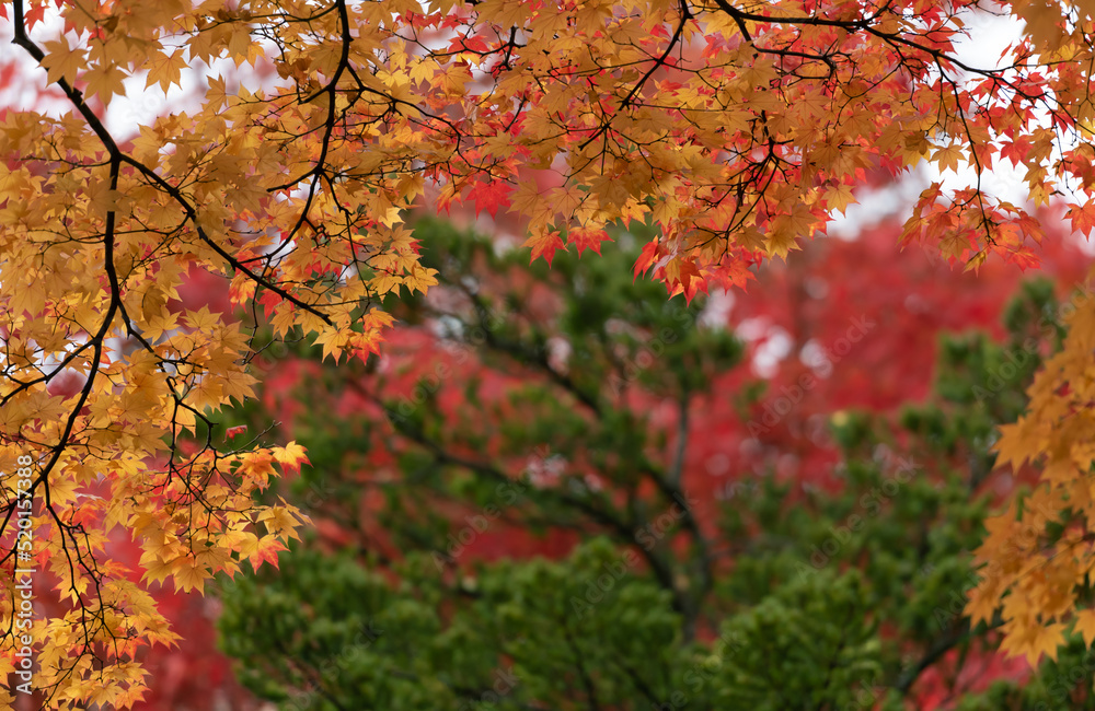 Beautiful landscape with tree and fall foliage in autumn season, Japan.