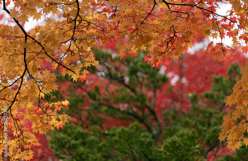 Wallpaper Mural Beautiful landscape with tree and fall foliage in autumn season, Japan. Torontodigital.ca