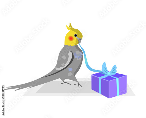 Cockatiel bird is giving a present