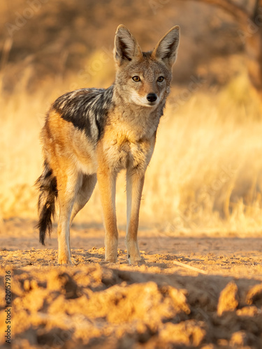 A jackal searching for prey in the grasslands of the Kalahari Desert in Namibia.