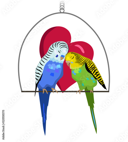 Two budgie birds are in love, cute couple of birds