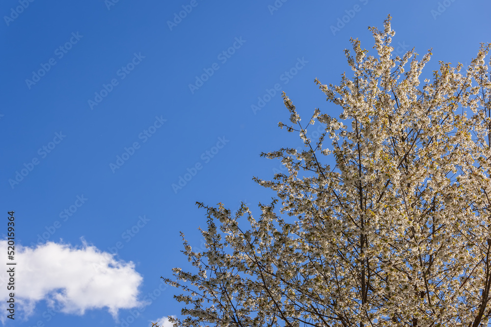 Blooming snow-white wild apple tree and a small white cloud against a bright blue sky