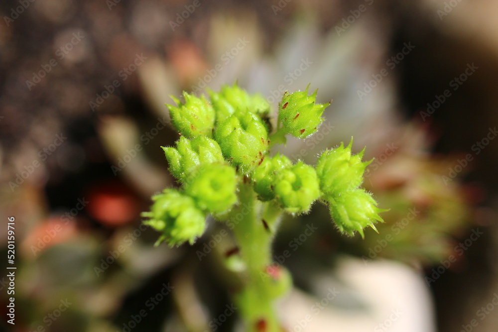 Rojnik orzęsiony Sempervivum ciliosum ssp. octopodes Rojnik orzęsiony Sempervivum ciliosum ssp. octopodes