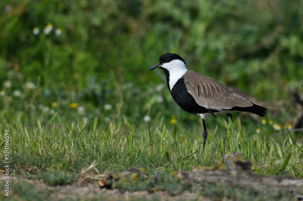 Spornkiebitz // Spur-winged lapwing (Vanellus spinosus) - Axios Delta, Griechenland Spornkiebitz // Spur-winged lapwing (Vanellus spinosus) - Axios Delta, Griechenland