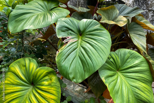 Damage Homalomena plant leaf cause by sun burn and pest infection.