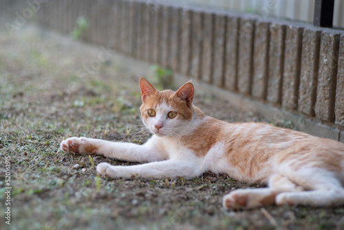 くつろぐ猫 茶トラ白