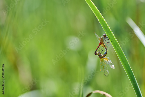 Dragonflies on the grass