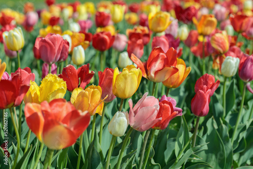 Flower field with colourful tulip mix.