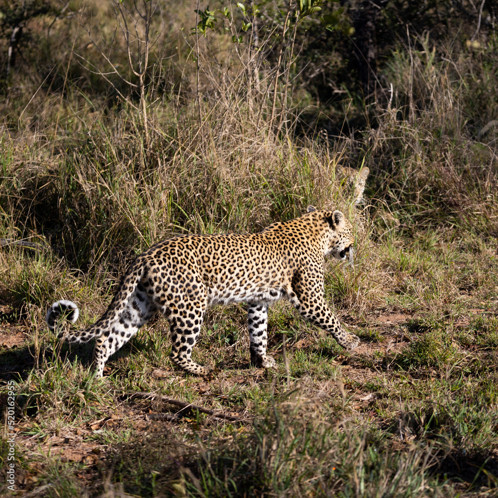 Naklejka premium playful leopard cub and mother