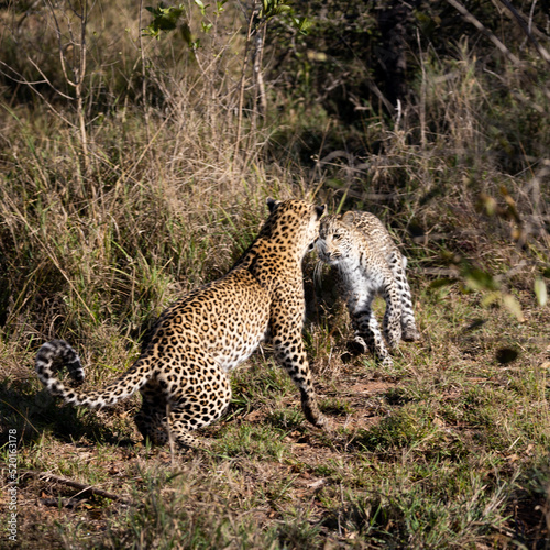 playful leopard cub and mother