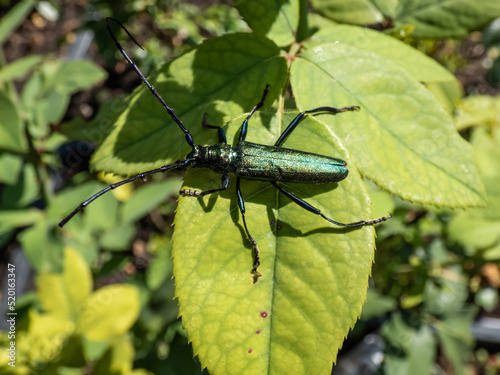 Macro shot of adult musk beetle (Aromia moschata) with very long antennae and coppery and greenish metallic tint on green leaf surrounded with green vegetation in summer photo