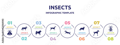 insects concept infographic design template. included hoverfly, st bernard, malamute, kurzhaar, dog scaping, bernese mountain, chinese crested, golden ground beetle icons and 8 option or steps.