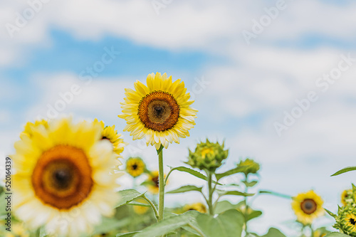 yellow sunflower in the field