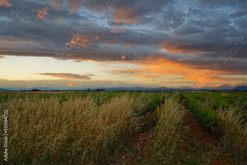 Coucher de soleil sur champs de lavande