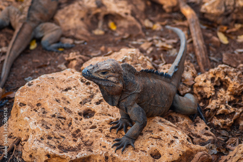 Brown iguanas in the wild  nature park. Lizard colony  close-up