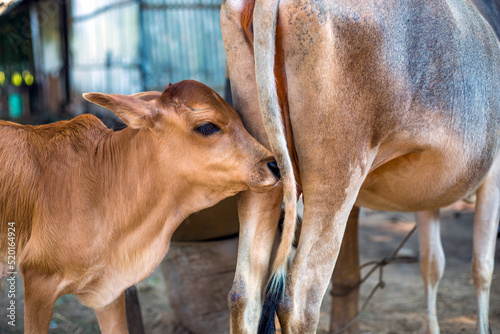Selective focus on the cows back and a calf preparing to drink milk from the mother cow. Cow is going to feed her baby calf