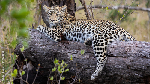 Young leopard cub resting on a dead tree