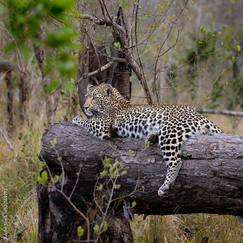 Young leopard cub resting on a dead tree