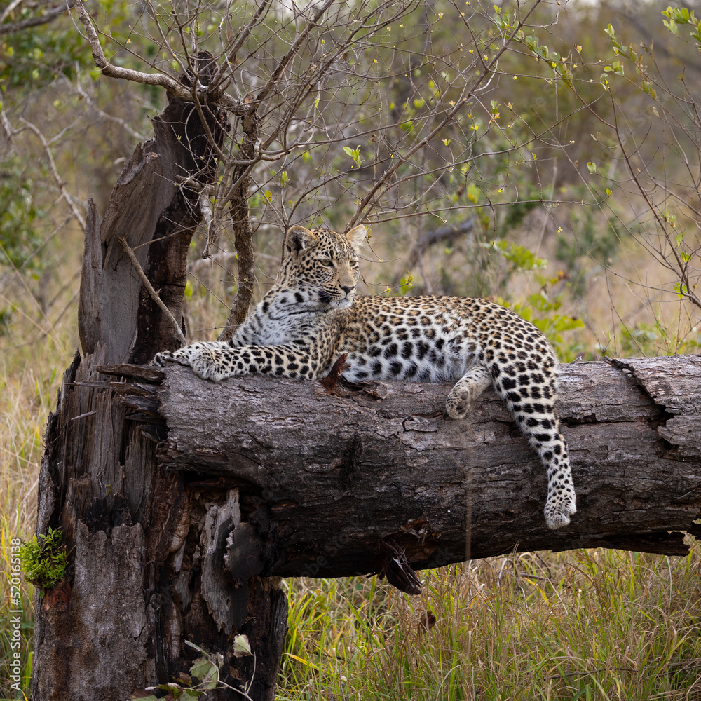 Obraz premium Young leopard cub resting on a dead tree