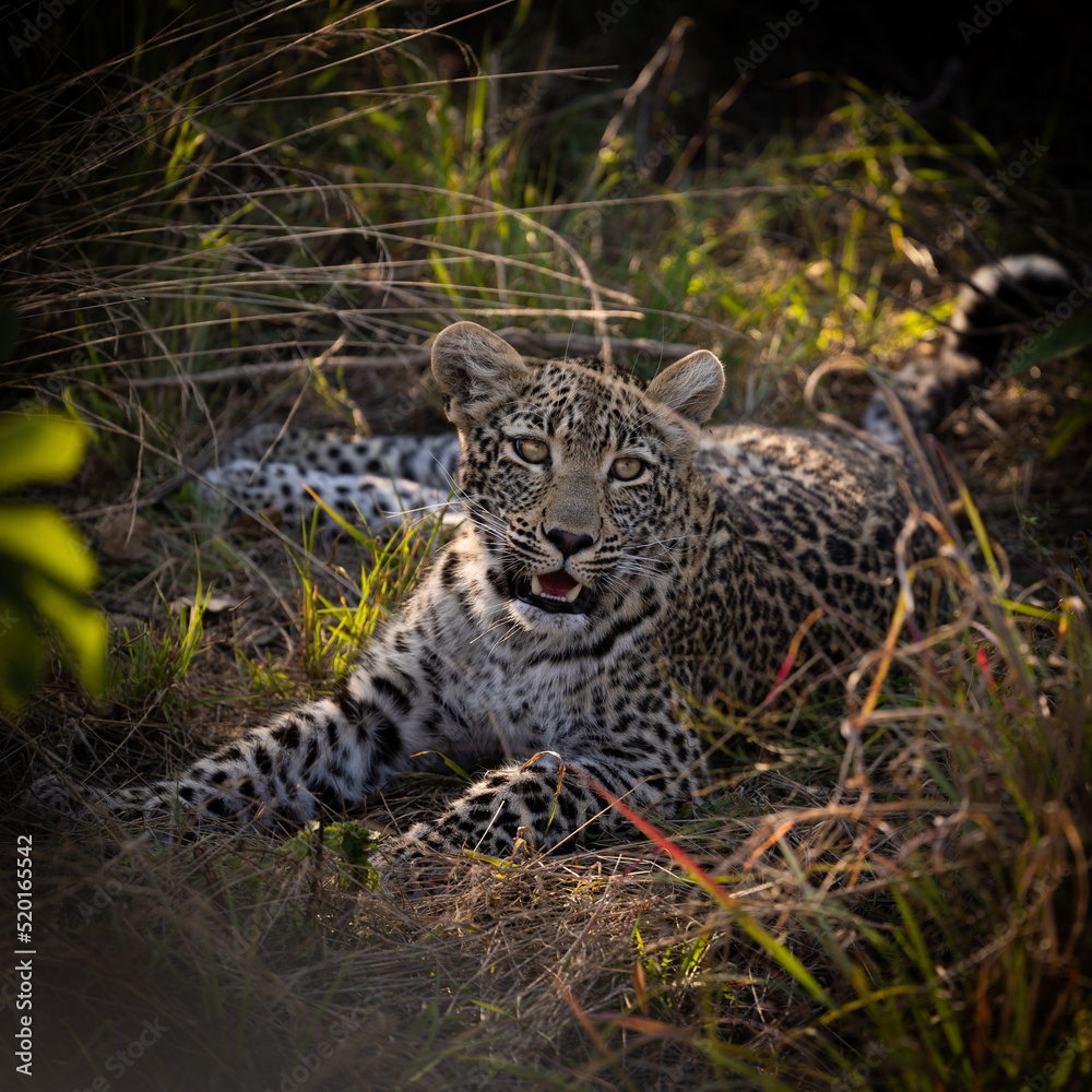 Obraz premium Leopard cub making eye contact