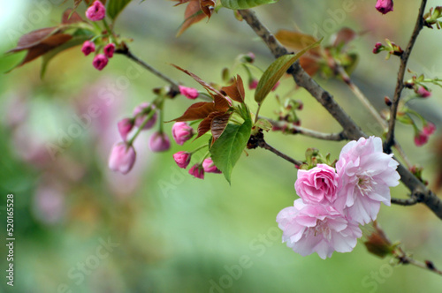 Pink cherry flower blossom