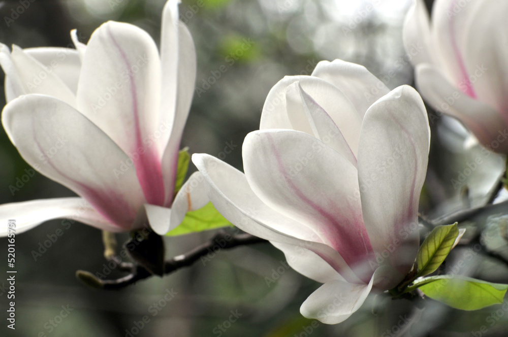 magnolia flower in bloom magnolia flower in bloom