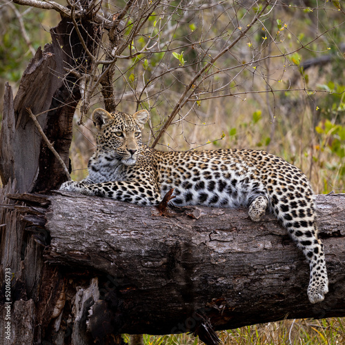 Young leopard cub resting on a dead tree © Jurgens