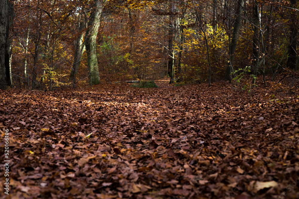 beautiful moments in the autumn forest