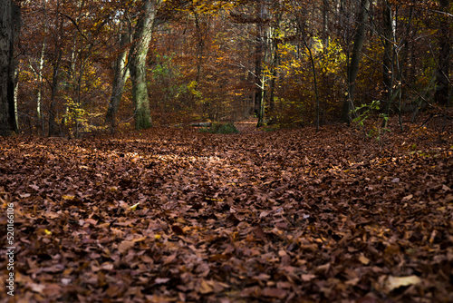 beautiful moments in the autumn forest