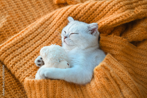 Close-up of a white Scottish kitten sleeping with a toy bear on an orange knitted sweater. photo
