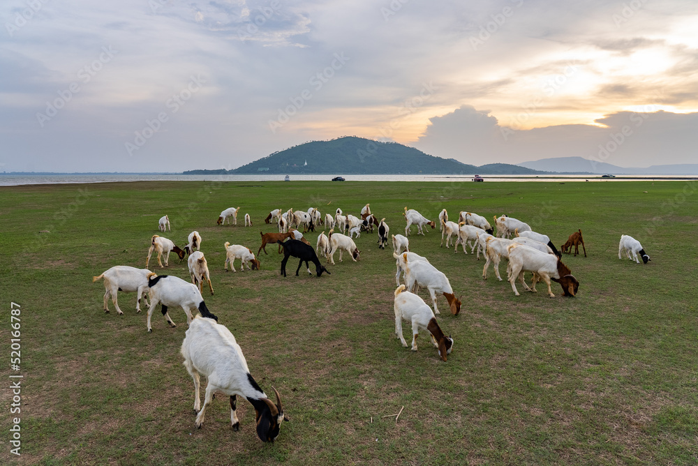 Fototapeta premium Herd og Goats Walking in Meadow at Sunset, Lopburi Thailand