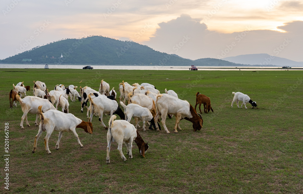 Obraz premium Herd og Goats Walking in Meadow at Sunset, Lopburi Thailand
