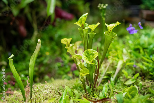 Green Heliamphora insectivorous tropical plant