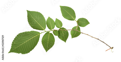 Green leaves of elm-tree is...