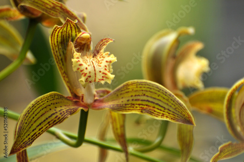Closeup of Orchid flower