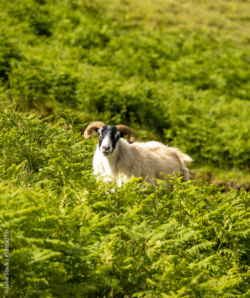 Fototapeta premium Portrait of a beautiful sheep in the Isle of Skye and in the Hebrides, Scotland. Tame, friendly faces, long wool against the harsh climate and constant wind.