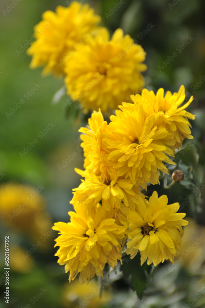 blossoming chrysanthemum blossoming chrysanthemum