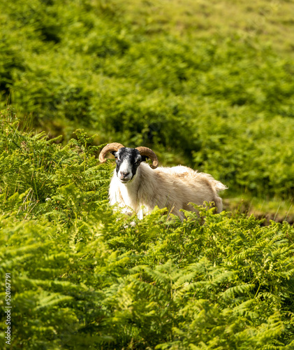 Portrait of a beautiful sheep in the Isle of Skye and in the Hebrides, Scotland. Tame, friendly faces, long wool against the harsh climate and constant wind.