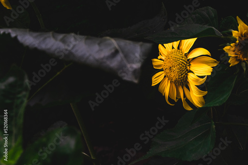 Sunflower heads opening in an English garden