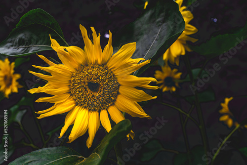Sunflower heads opening in an English garden
