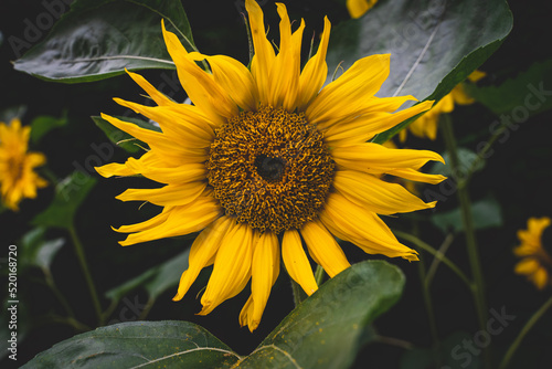 Sunflower heads opening in an English garden