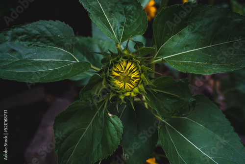 Sunflower heads opening in an English garden