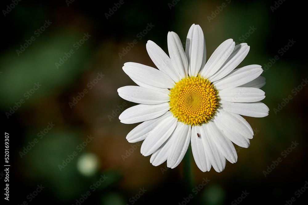 Obraz premium Field chamomile close-up on a dark background. ethnoscience