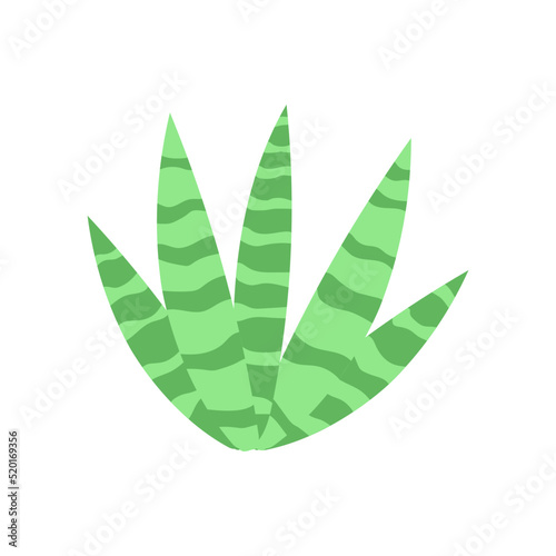 Big cactus. vector illustration. mexican cactus desert plant