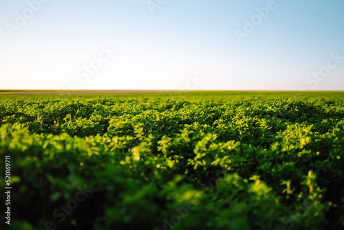 Green field of lucerne (Medicago sativa) summer time against sunlight. Field of fresh grass growing. 